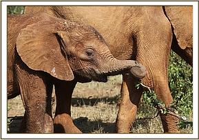 dupotto feeding elephant