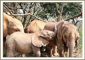 embu elephant
