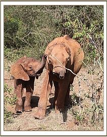 embu elephant
