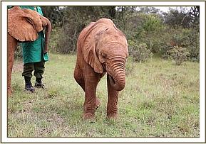 kauro elephant