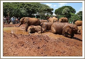 mud bath elephant