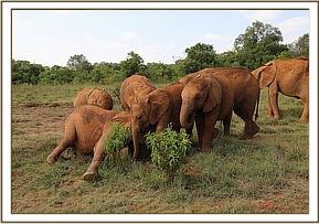 soil bath elephant