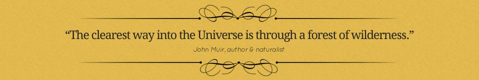 pure-wildlife-safari-quote