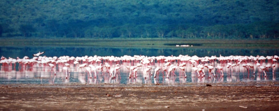 Saruni Samburu