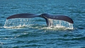 whale watching in south africa