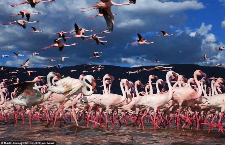 Lake Bogoria Flamingos