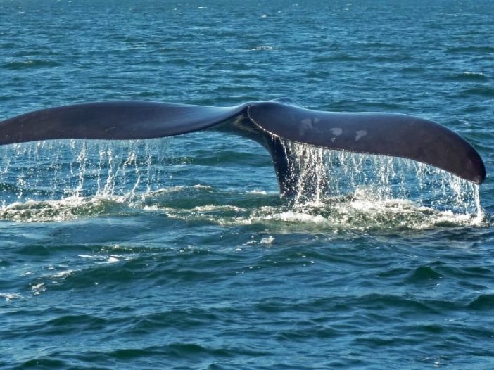 Whale watching south africa