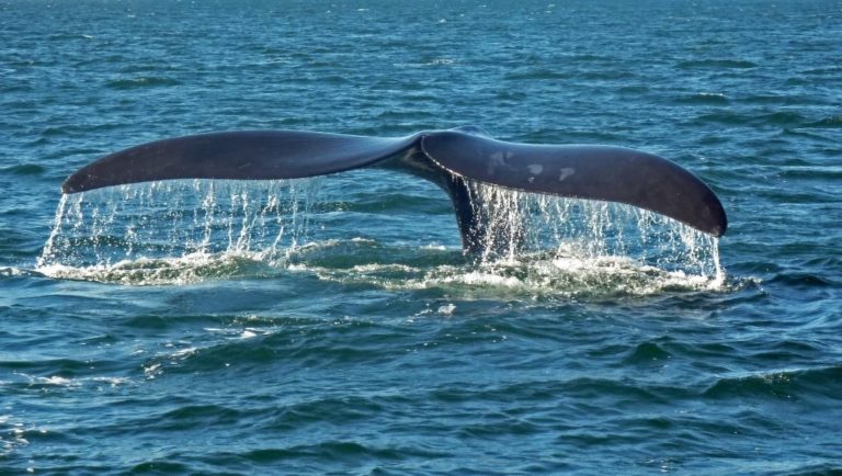 Whale watching south africa