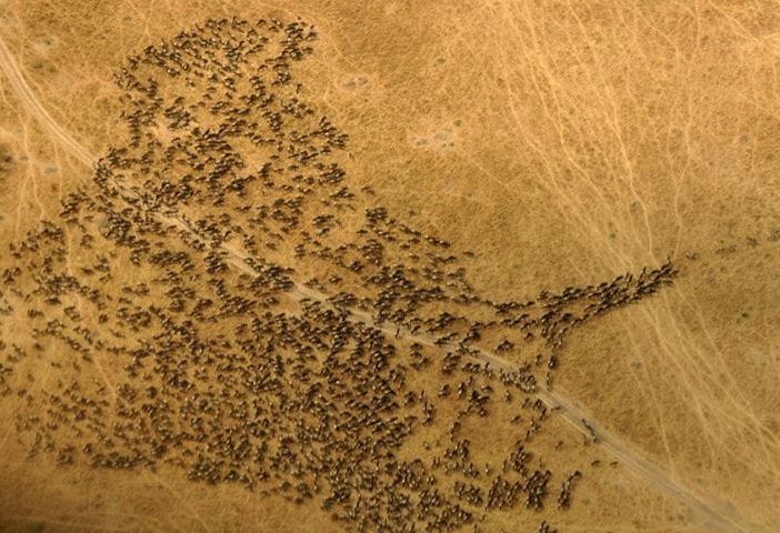 wildebeest migration