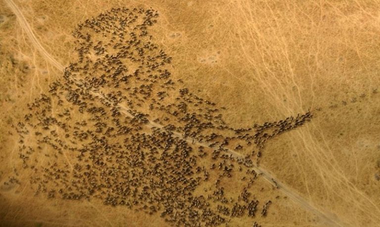 wildebeest migration