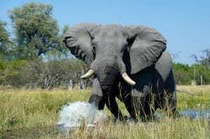 Banoka Bush Camp