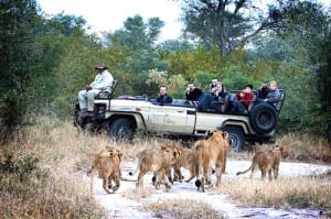 south africa family safari