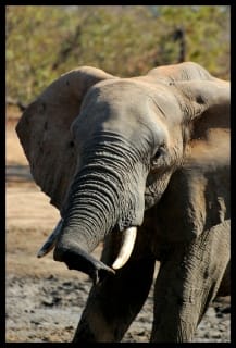 gonarezhou-elephants