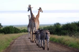 kruger south africa