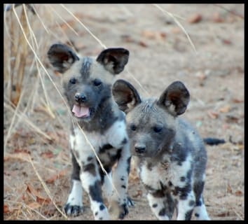 wild dogs pup