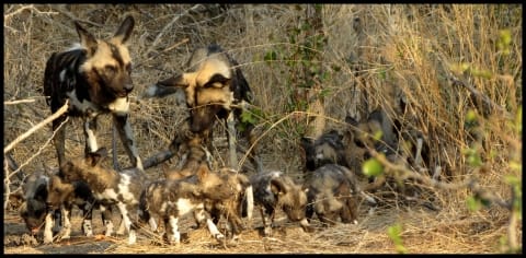 wild dog pups