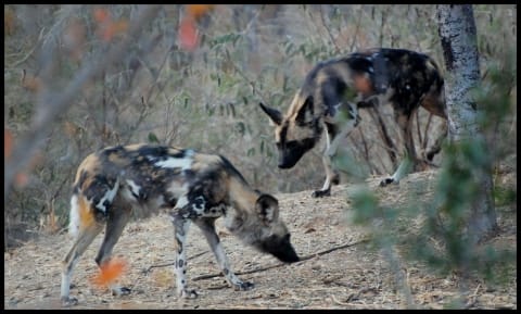 wild-dogs-2