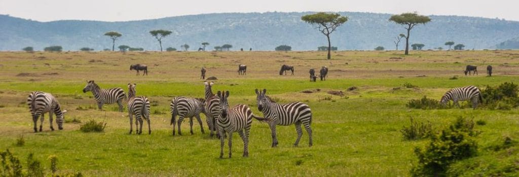 Angama Mara