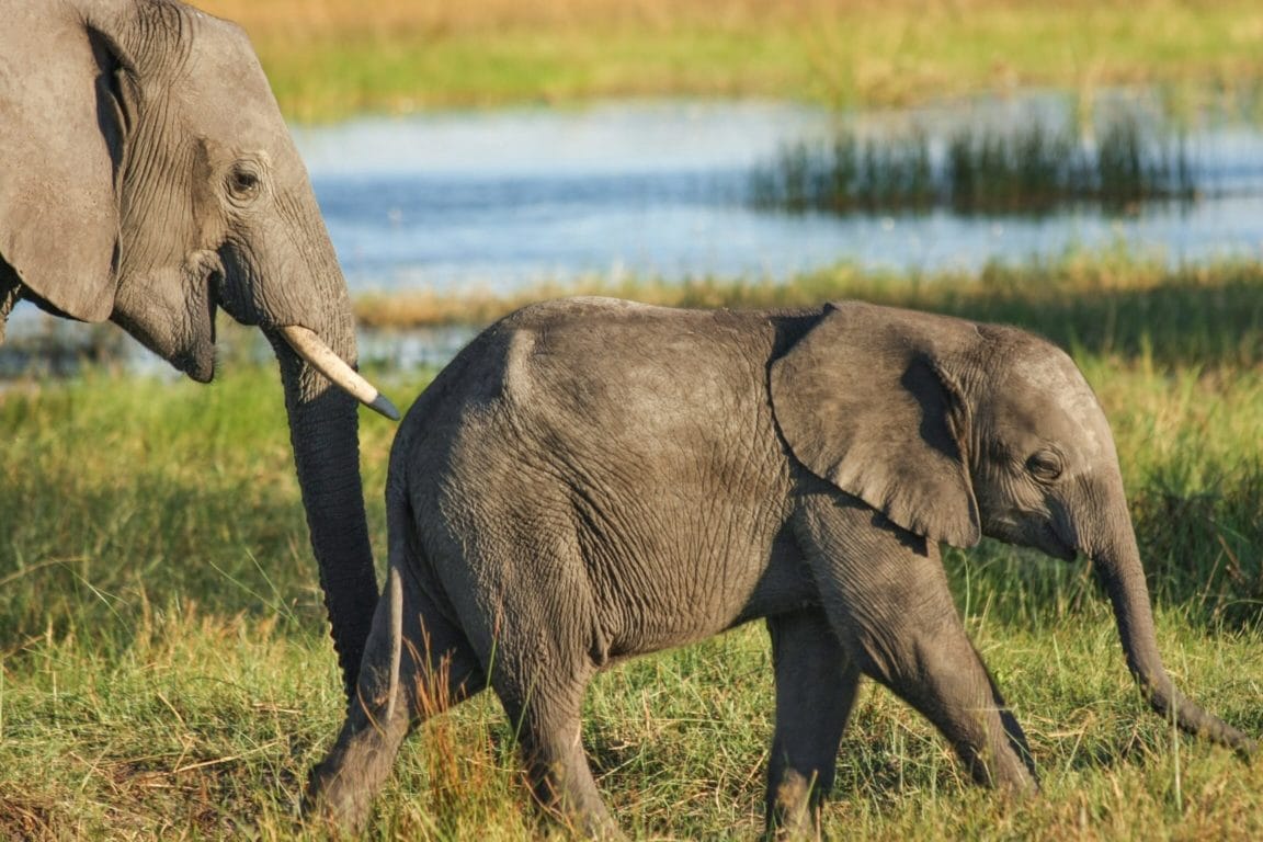 South Africa Safari Review
