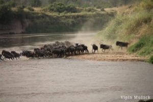 Wildebeest Crossing, Tanzania Safari