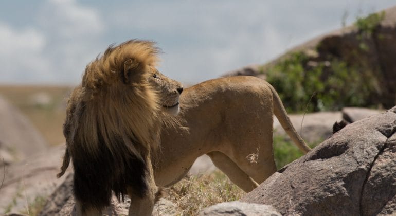 Namiri Plains Lion