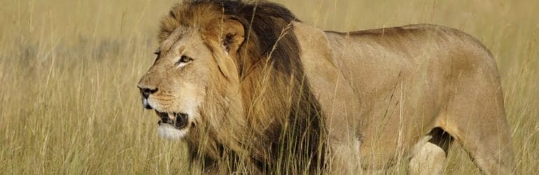 Liuwa Lion