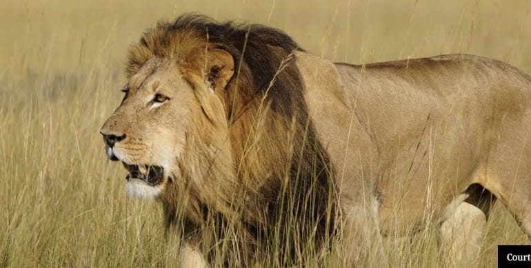 Liuwa Lion
