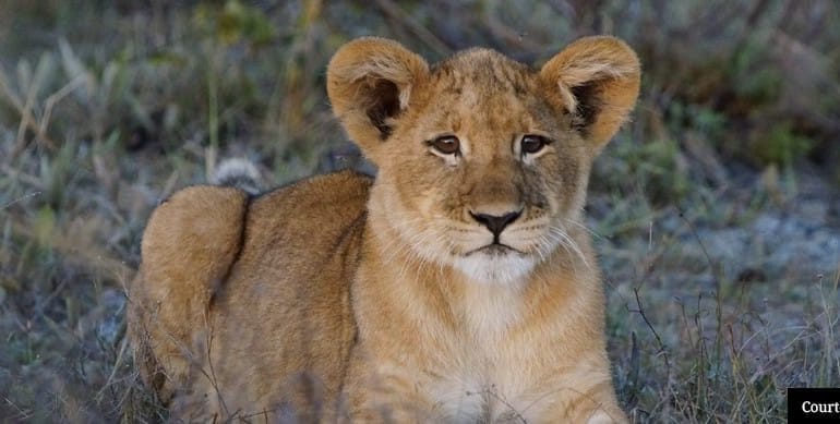 Liuwa Plain National Park Lions