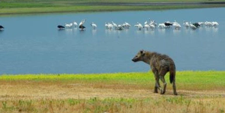 Liuwa Plain National Park Lions