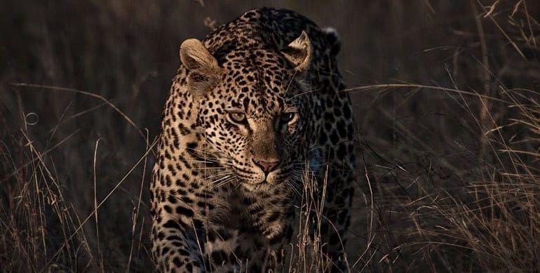 Londolozi Safari