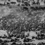 Masai Mara Migration Photo Safari