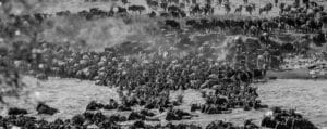 Masai Mara Migration Photo Safari