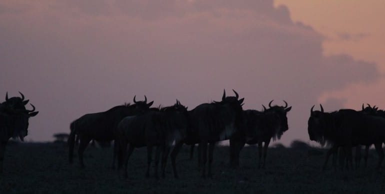 Wildebeest Masai Mara