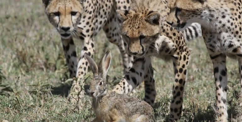Masai Mara Wildlife