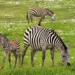 Baby Zebra