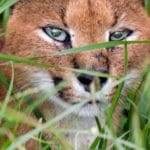 Contact Chalo Africa (caracal)