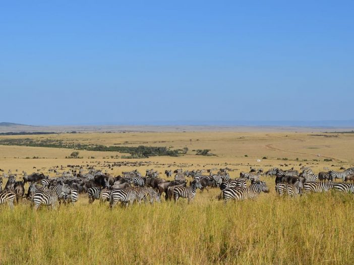 serengeti