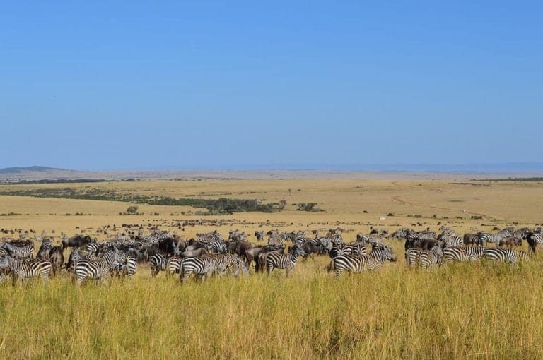 serengeti