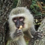 Vervet Monkey