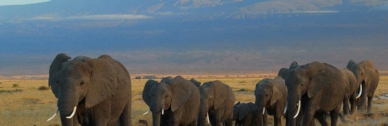 Amboseli National Park