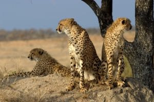 A coalition of cheetahs in Sabi Sand Game Reserve, South Africa