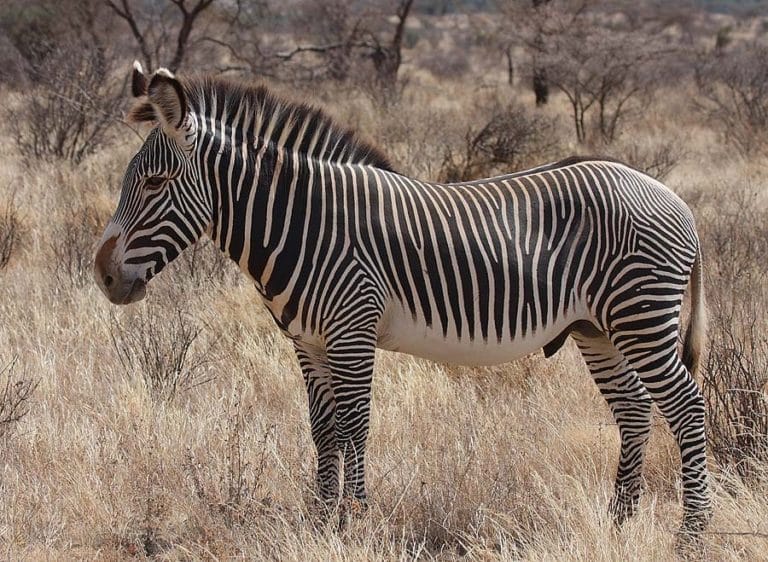 Buffalo Springs Grevy's Zebra