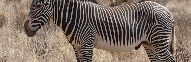 Buffalo Springs Grevy's Zebra