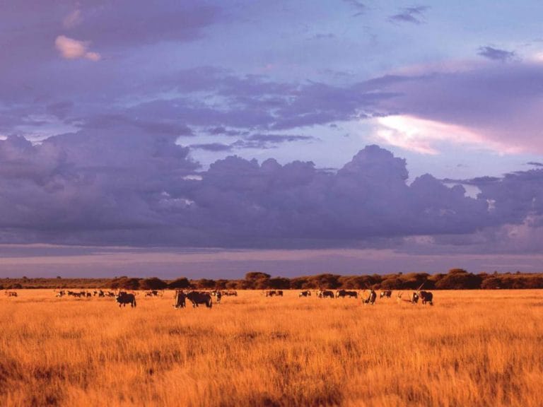 Central Kalahari Game Reserve
