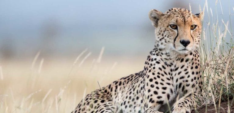 Lewa Wilderness Special Offer