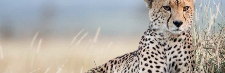 Lewa Wilderness Special Offer