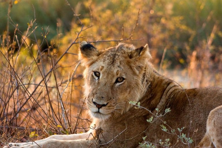 A lioness in Kruger NP