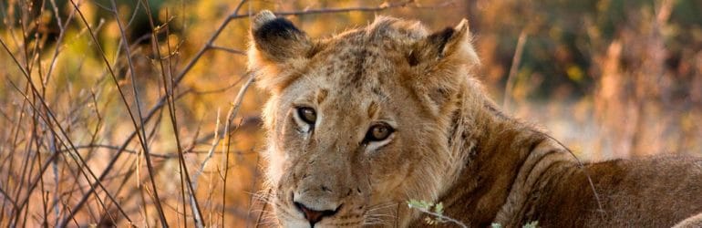 A lioness in Kruger NP