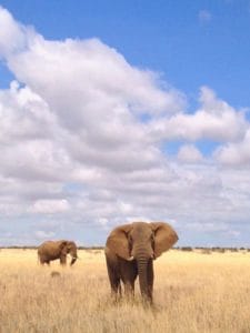 Elephants near Sosian Lodge, Laikipia.