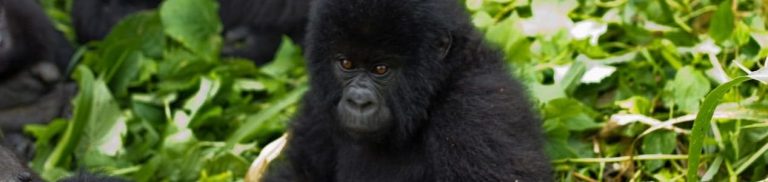 Mountain gorilla in Virunga NP